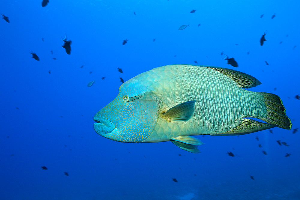 Napoleon Humpback Wrasse, Cheilinus undulatus, St. Johns, Red Sea, Egypt