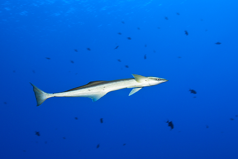 Slender Suckerfish, Echeneis naucrates, St. Johns, Red Sea, Egypt