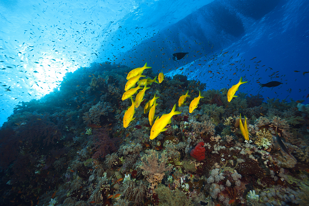 Shoal of Goldspotted Goatfish, Parupeneus cyclostomus, Shaab Maksur, Red Sea, Egypt