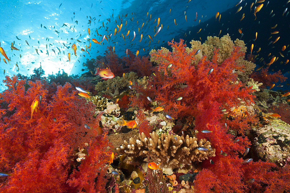 Red Soft Corals, Dendronephthya sp., Shaab Maksur, Red Sea, Egypt