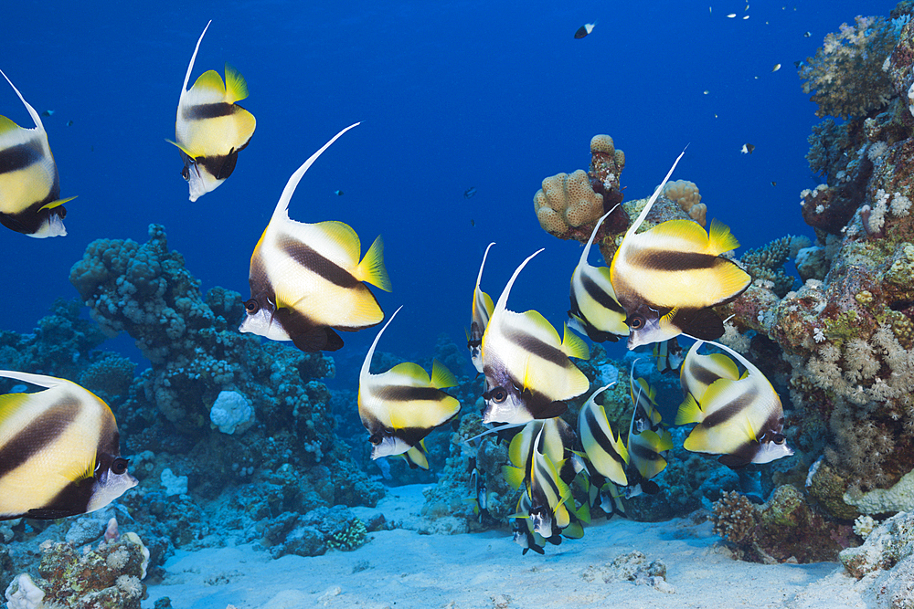 Shoal of Red Sea Bannerfish, Heniochus intermedius, Shaab Claudio, Red Sea, Egypt