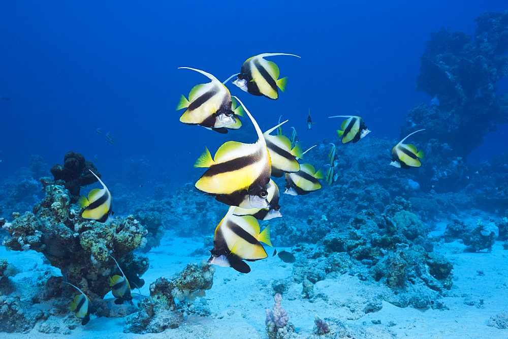 Shoal of Red Sea Bannerfish, Heniochus intermedius, Shaab Claudio, Red Sea, Egypt