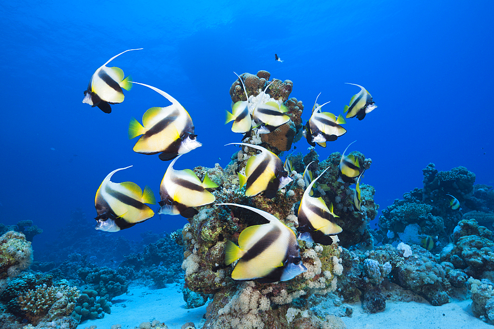 Shoal of Red Sea Bannerfish, Heniochus intermedius, Shaab Claudio, Red Sea, Egypt