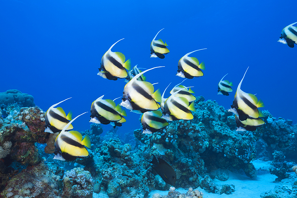 Shoal of Red Sea Bannerfish, Heniochus intermedius, Shaab Claudio, Red Sea, Egypt