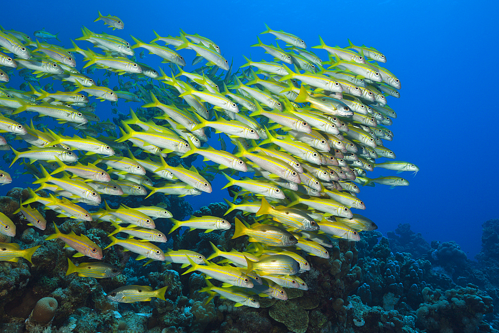 Shaol of Yellowfin Goatfish, Mulloidichthys vanicolensis, Shaab Claudio, Red Sea, Egypt