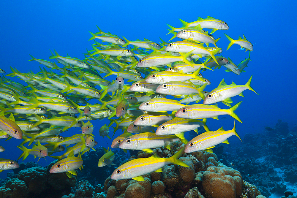 Shaol of Yellowfin Goatfish, Mulloidichthys vanicolensis, Shaab Claudio, Red Sea, Egypt