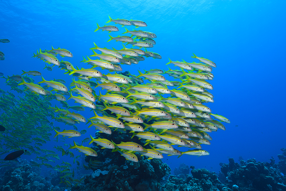 Shaol of Yellowfin Goatfish, Mulloidichthys vanicolensis, Shaab Claudio, Red Sea, Egypt