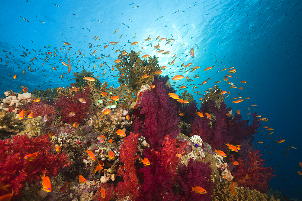 Lyretail Anthias over Reef, Pseudanthias squamipinnis, St. Johns, Red Sea, Egypt