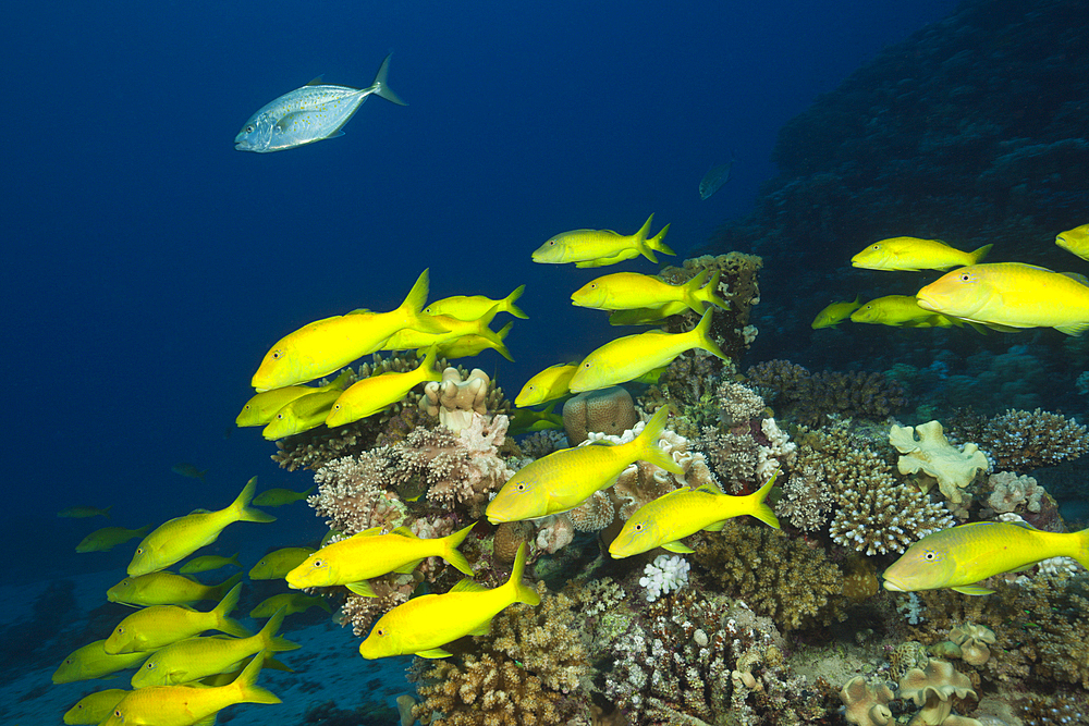 Shoal of Goldspotted Goatfish, Parupeneus cyclostomus, St. Johns, Red Sea, Egypt