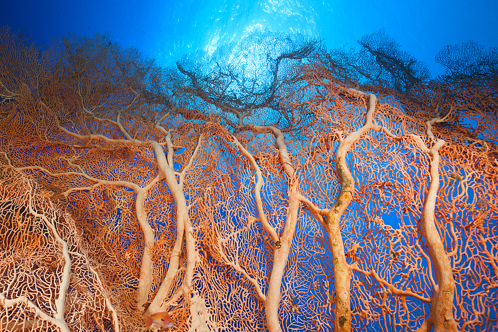 Giant Seafan, Melithaea sp., Elphinstone, Red Sea, Egypt