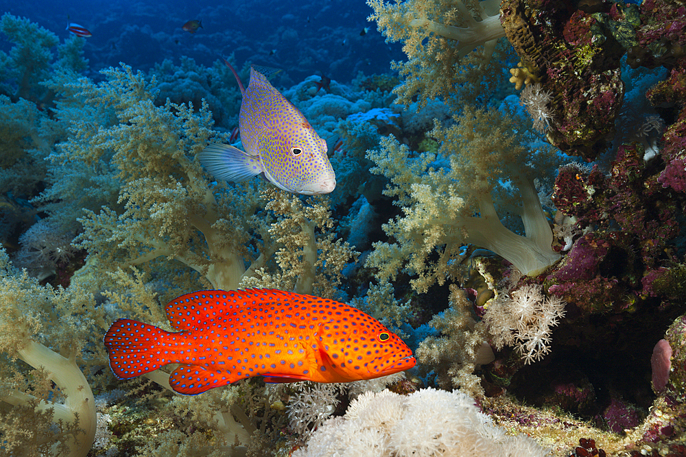 Coral Grouper and Lyretail Grouper, Cephalopholis miniata, Elphinstone, Red Sea, Egypt