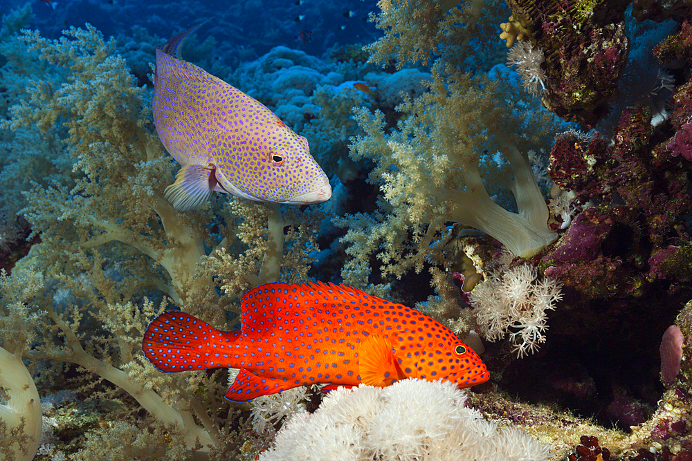 Coral Grouper and Lyretail Grouper, Cephalopholis miniata, Elphinstone, Red Sea, Egypt