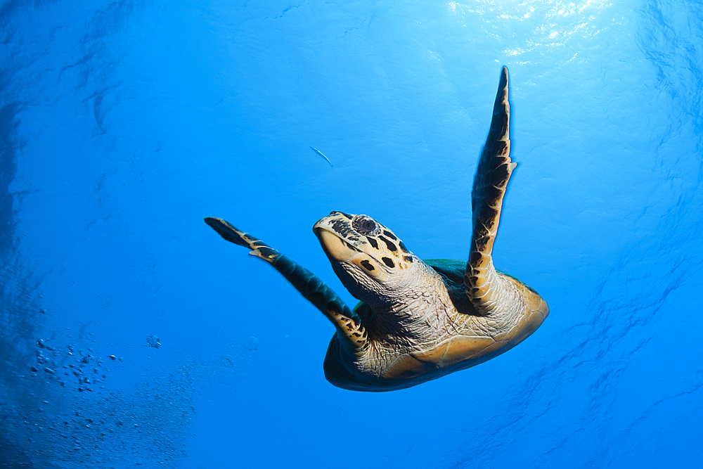 Hawksbill Sea Turtle, Eretmochelys imbricata, Elphinstone, Red Sea, Egypt