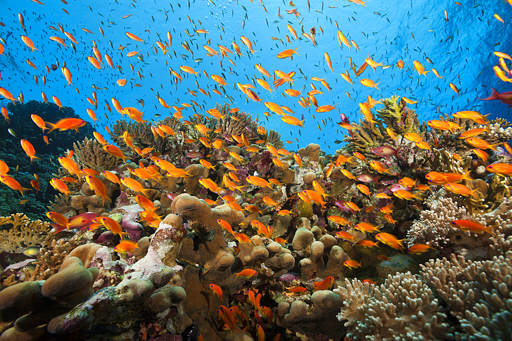 Lyretail Anthias over Reef, Pseudanthias squamipinnis, Elphinstone, Red Sea, Egypt