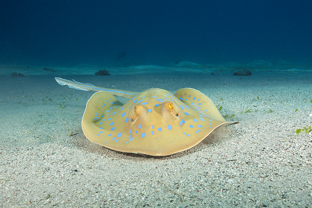 Bluespotted Ribbontail Ray, Taeniura lymma, Marsa Alam, Red Sea, Egypt