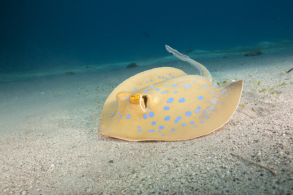 Bluespotted Ribbontail Ray, Taeniura lymma, Marsa Alam, Red Sea, Egypt