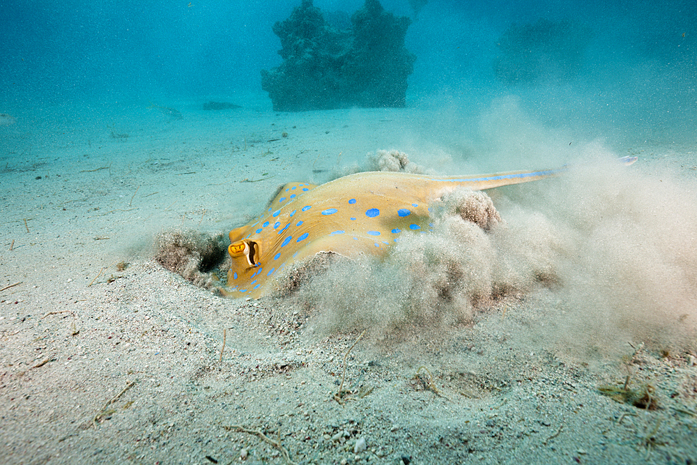 Bluespotted Ribbontail Ray searching for Prey, Taeniura lymma, Marsa Alam, Red Sea, Egypt