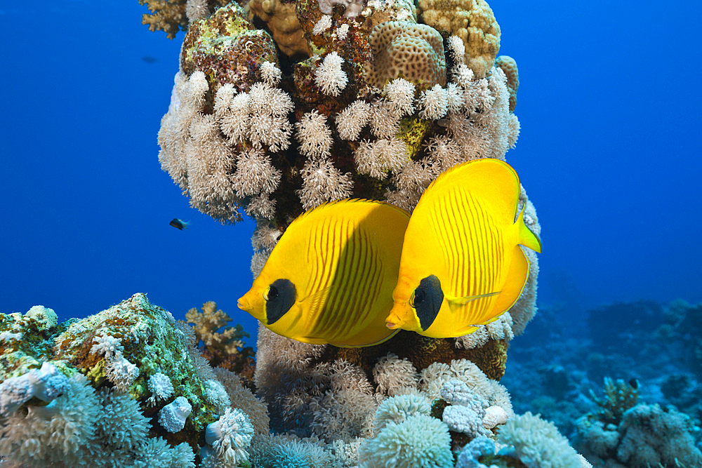 Pair of Masked Butterflyfish, Chaetodon semilarvatus, St. Johns, Red Sea, Egypt