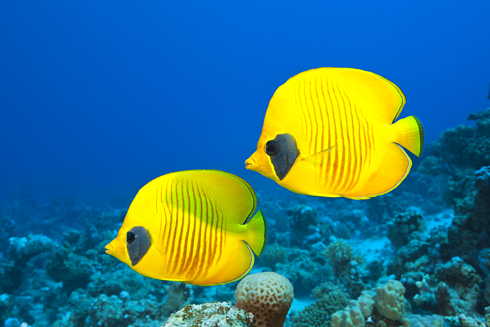 Pair of Masked Butterflyfish, Chaetodon semilarvatus, St. Johns, Red Sea, Egypt