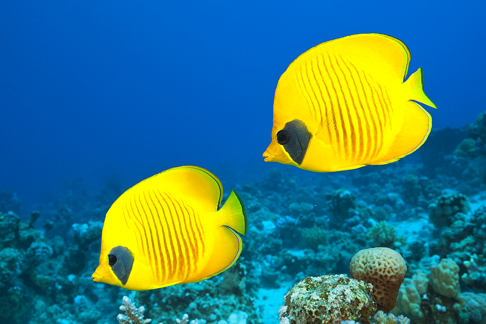 Pair of Masked Butterflyfish, Chaetodon semilarvatus, St. Johns, Red Sea, Egypt