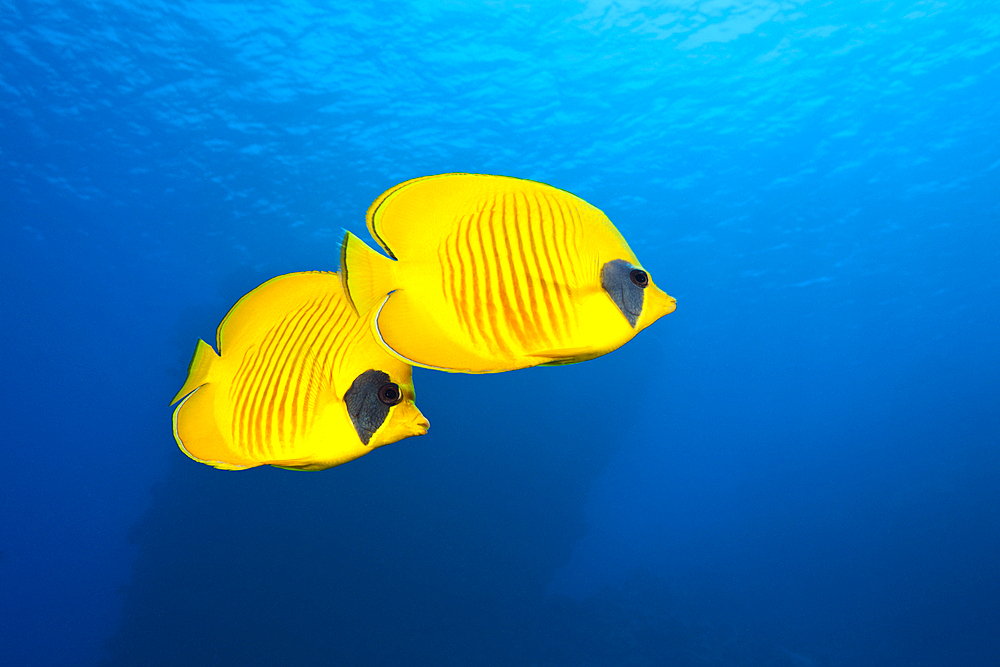 Pair of Masked Butterflyfish, Chaetodon semilarvatus, St. Johns, Red Sea, Egypt