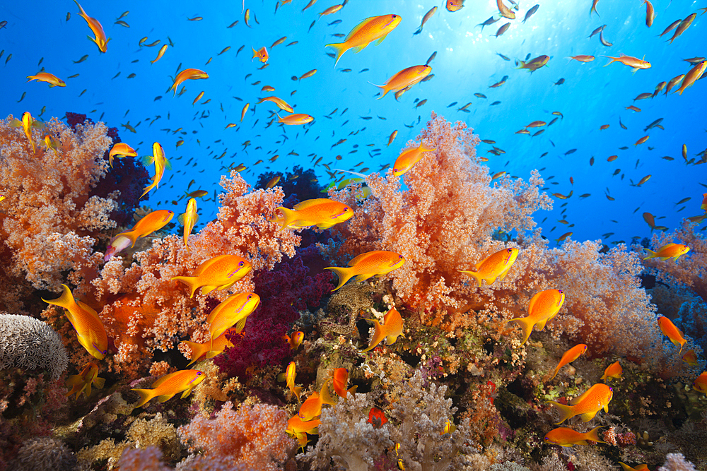 Lyretail Anthias over Reef, Pseudanthias squamipinnis, St. Johns, Red Sea, Egypt