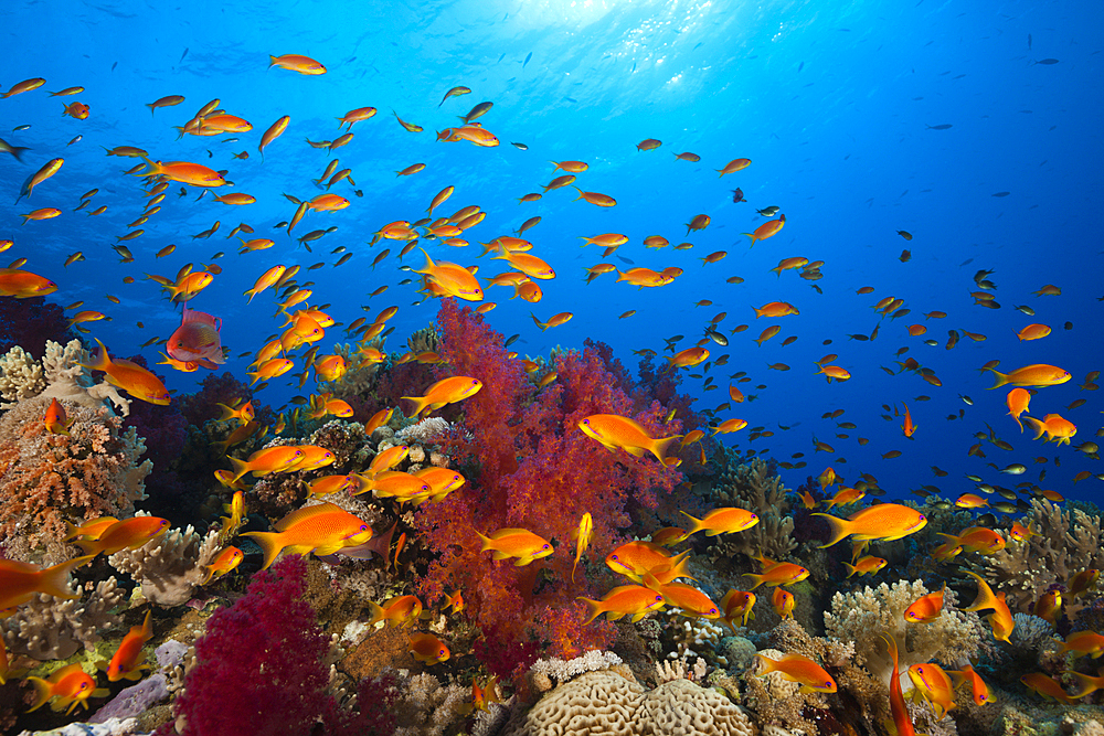 Lyretail Anthias over Reef, Pseudanthias squamipinnis, St. Johns, Red Sea, Egypt