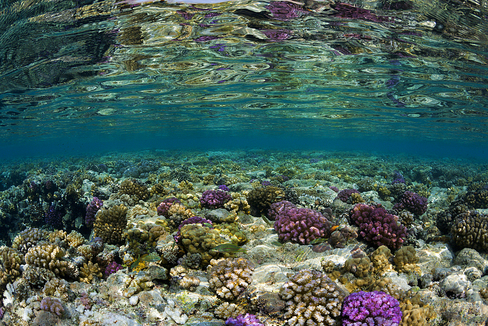 Corals growing on Reef Top, Zabargad, Red Sea, Egypt