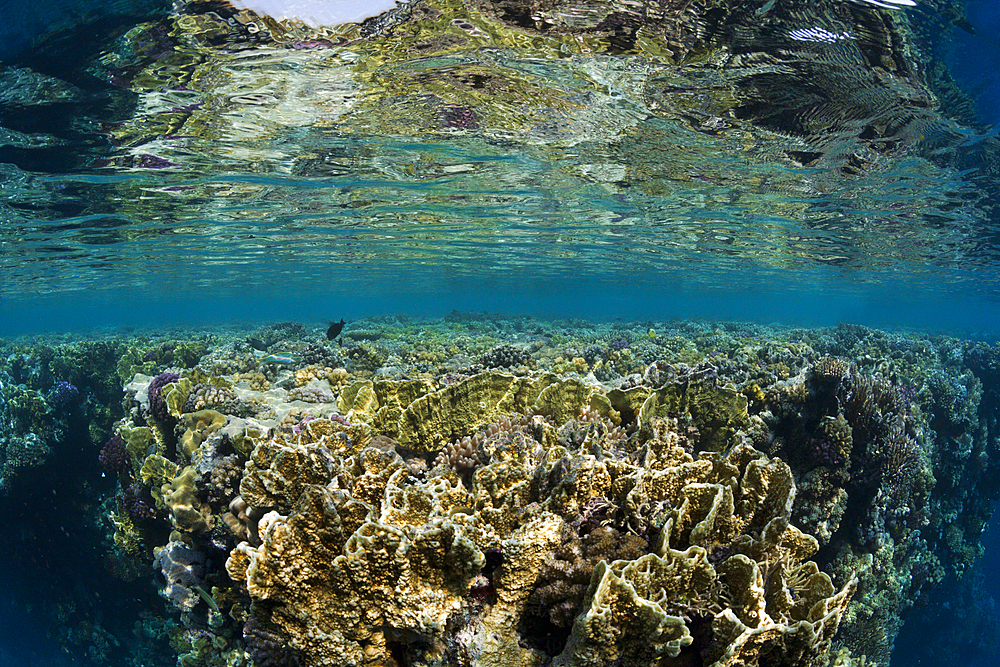 Corals growing on Reef Top, Zabargad, Red Sea, Egypt