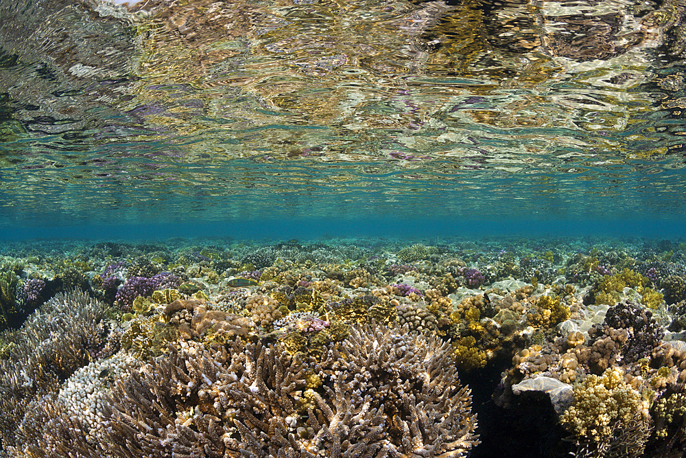 Corals growing on Reef Top, Zabargad, Red Sea, Egypt