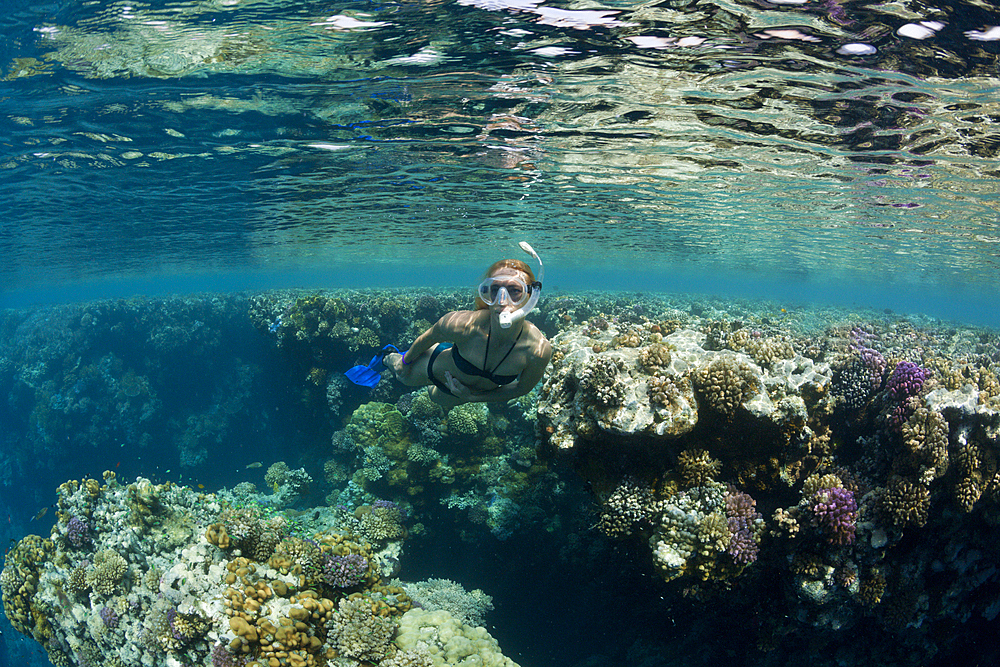 Skin Diving in Red Sea, Zabargad, Red Sea, Egypt