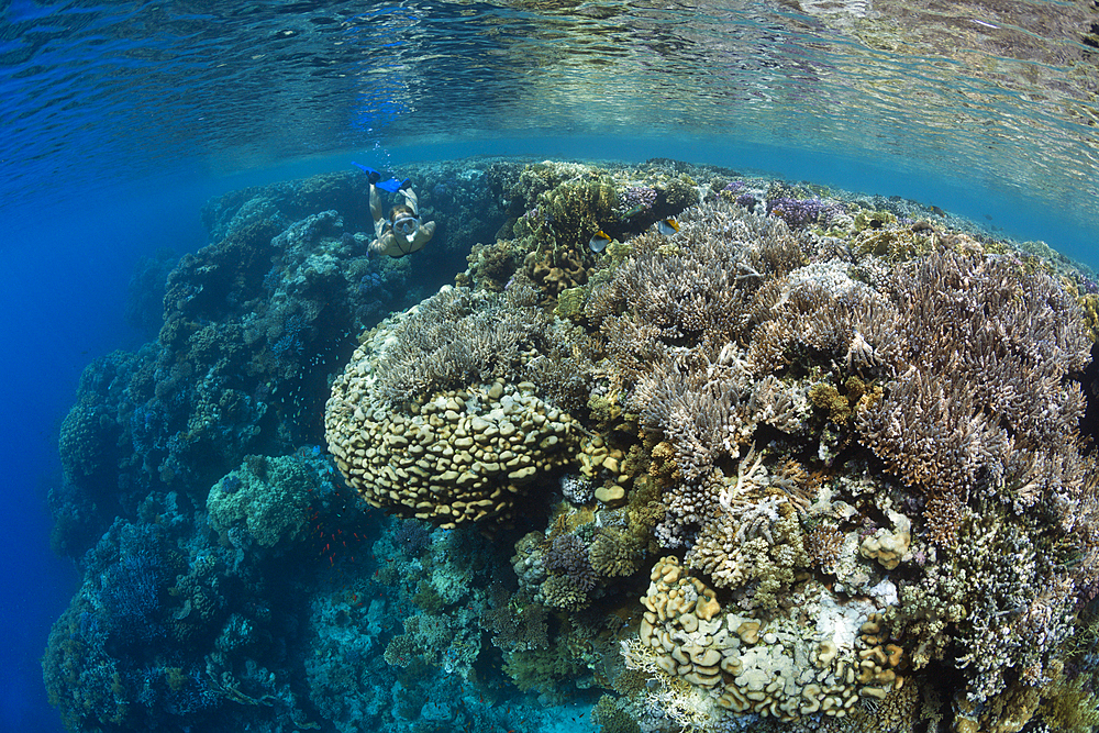 Skin Diving in Red Sea, Zabargad, Red Sea, Egypt