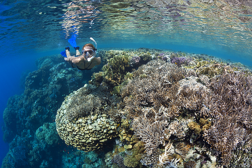 Skin Diving in Red Sea, Zabargad, Red Sea, Egypt