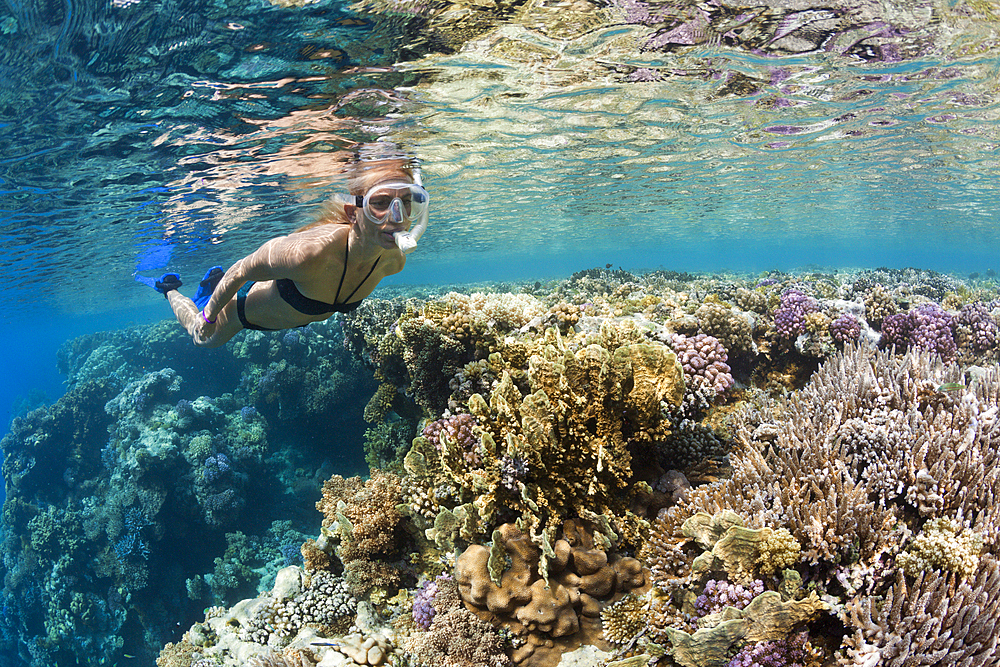 Skin Diving in Red Sea, Zabargad, Red Sea, Egypt