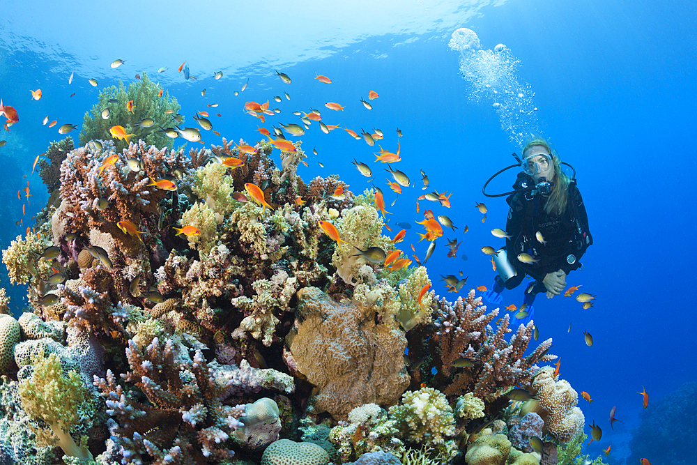 Scuba Diving in Red Sea, St. Johns, Red Sea, Egypt