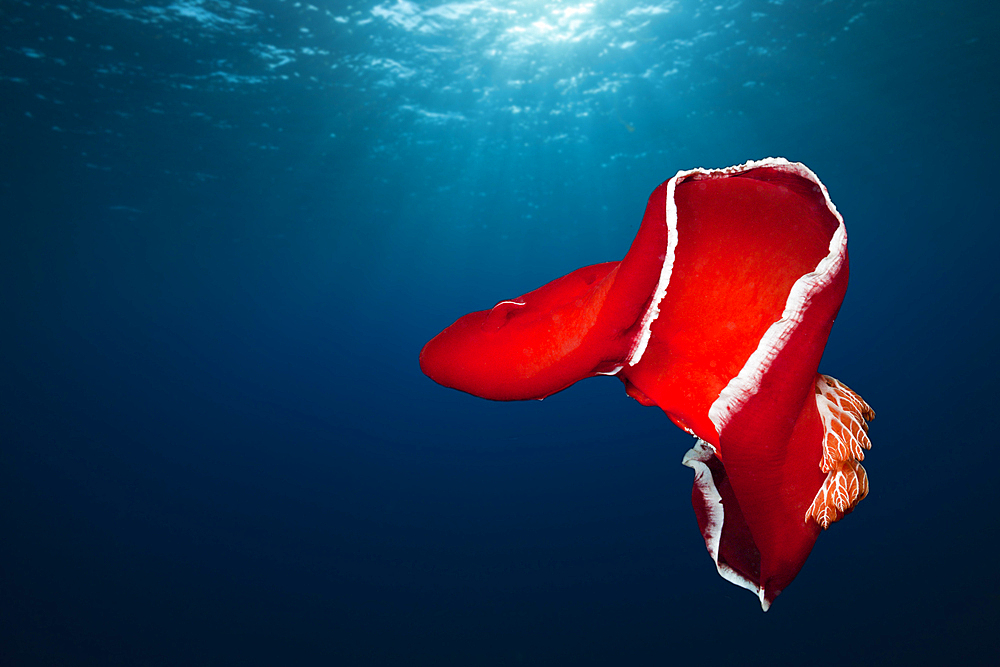 Spanish Dancer, Hexabranchus sanquineus, St. Johns, Red Sea, Egypt