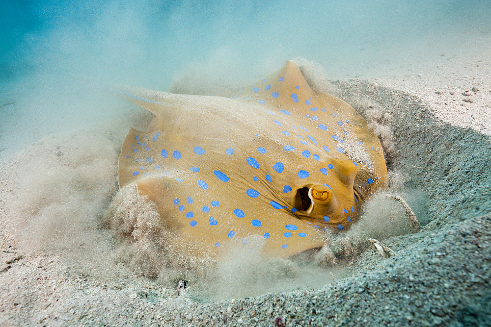 Bluespotted Ribbontail Ray digging for Prey, Taeniura lymma, Elphinstone, Red Sea, Egypt