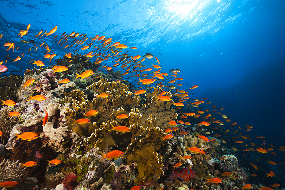 Lyretail Anthias over Reef, Pseudanthias squamipinnis, Elphinstone, Red Sea, Egypt