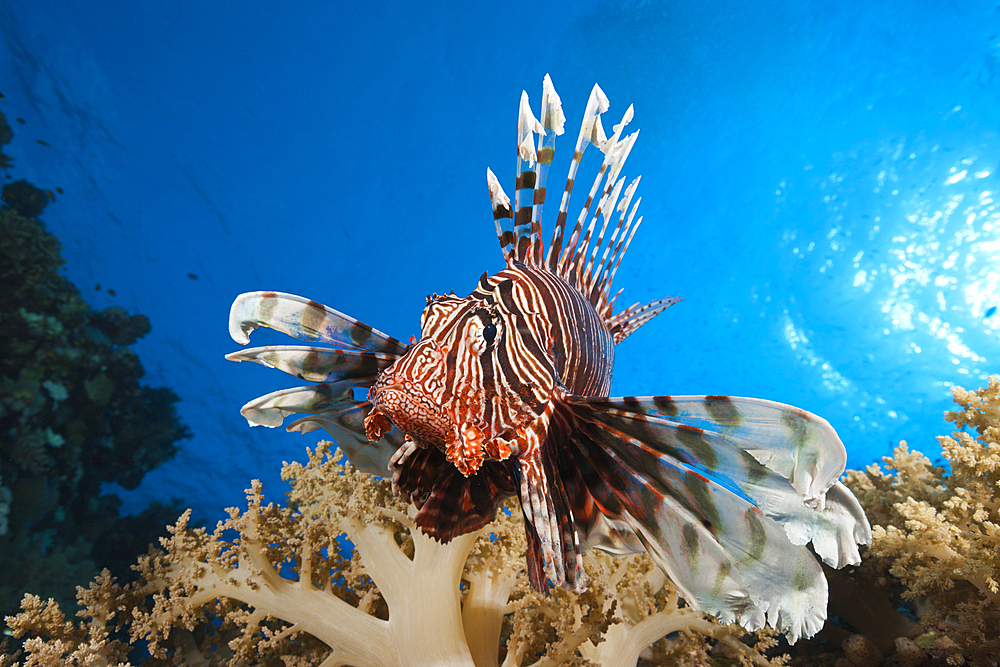 Lionfish over Coral Reef, Pterois miles, Elphinstone, Red Sea, Egypt