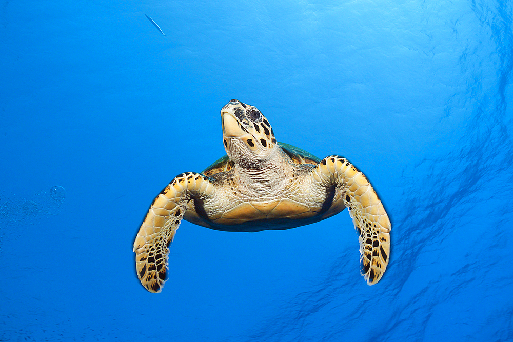 Hawksbill Sea Turtle, Eretmochelys imbricata, Elphinstone, Red Sea, Egypt