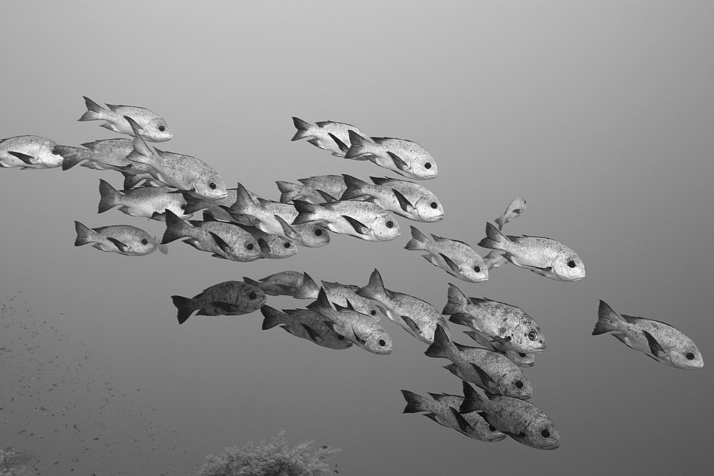 Shoal of Black Snapper, Macolor niger, St. Johns, Red Sea, Egypt