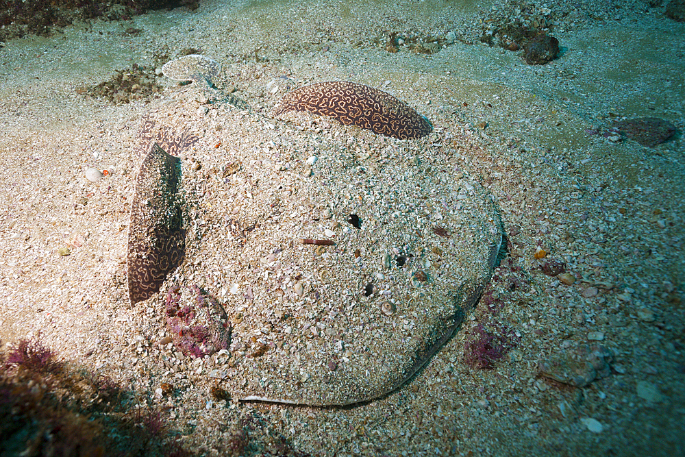 Torpedo Ray hiding in Sand, Torpedo sinuspersici, Aliwal Shoal, Indian Ocean, South Africa