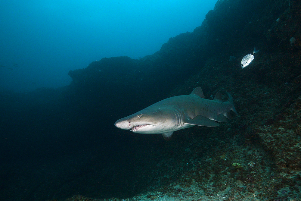 Sand Tiger Shark, Carcharias taurus, Aliwal Shoal, Indian Ocean, South Africa