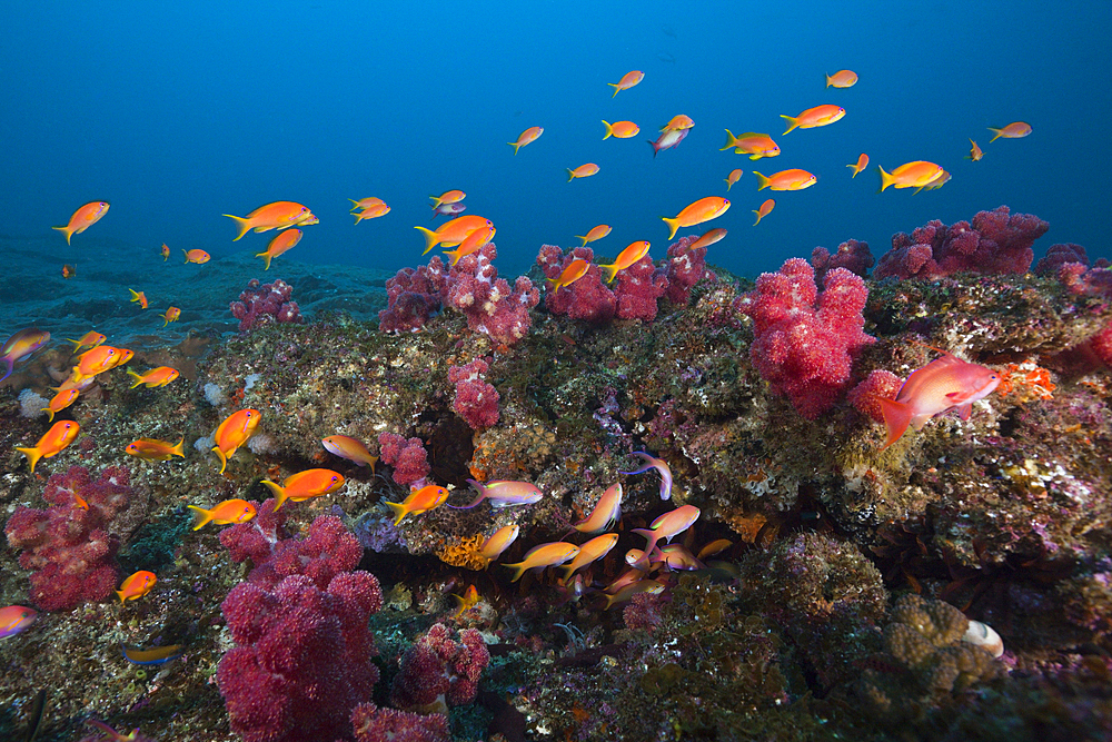 Lyretail Anthias over Coral Reef, Pseudanthias squamipinnis, Aliwal Shoal, Indian Ocean, South Africa