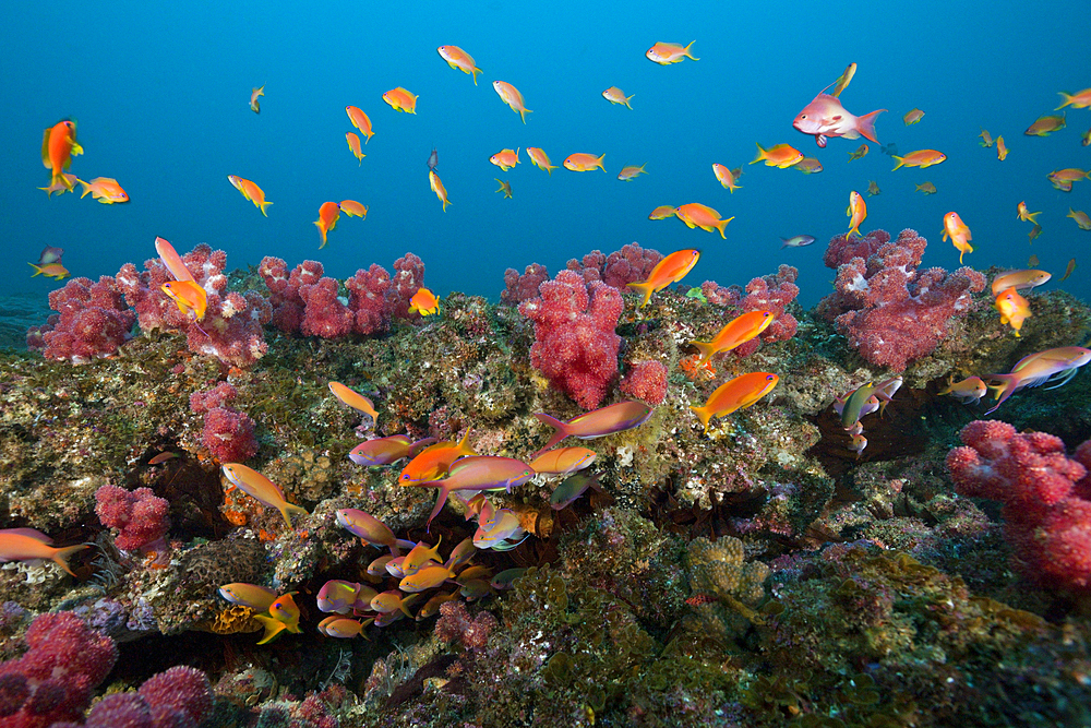 Lyretail Anthias over Coral Reef, Aliwal Shoal, Indian Ocean, South Africa