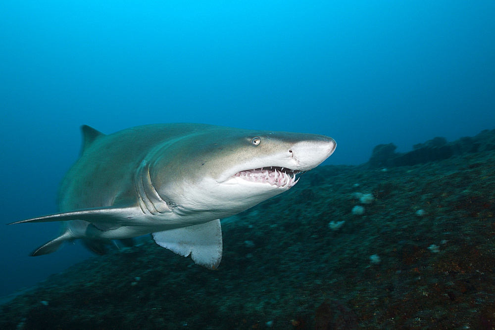 Sand Tiger Shark, Carcharias taurus, Aliwal Shoal, Indian Ocean, South Africa