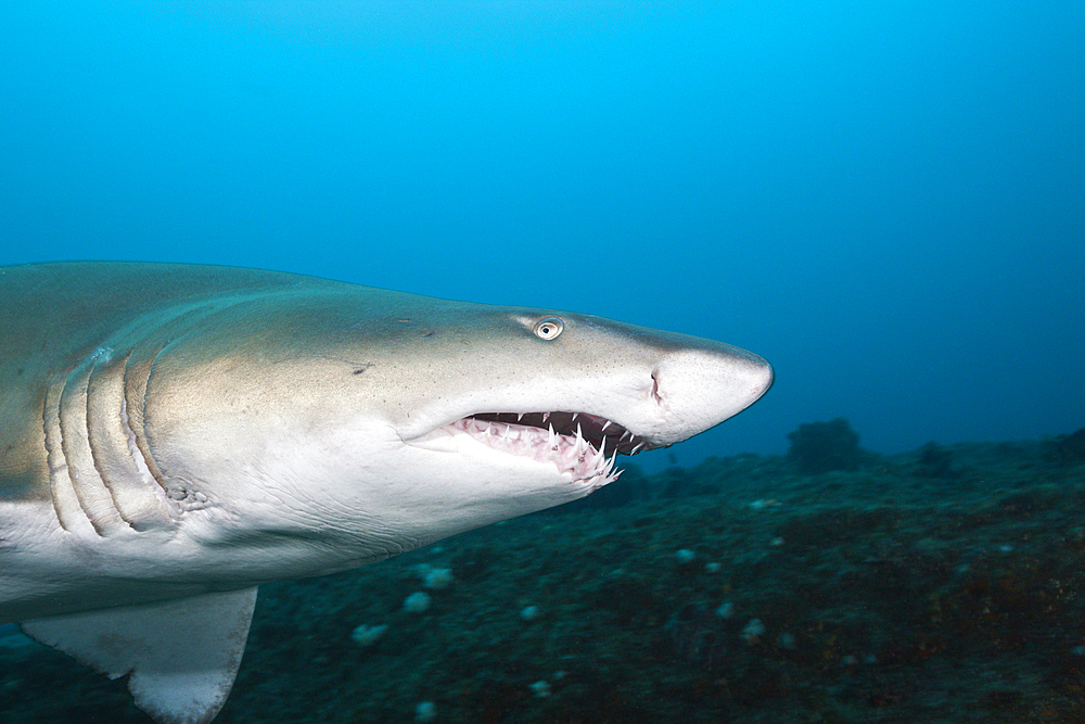 Sand Tiger Shark, Carcharias taurus, Aliwal Shoal, Indian Ocean, South Africa