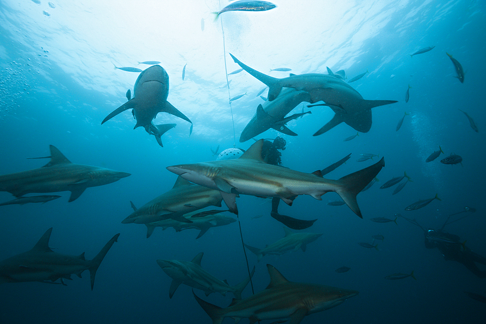 Blacktip Sharks, Carcharhinus limbatus, Aliwal Shoal, Indian Ocean, South Africa