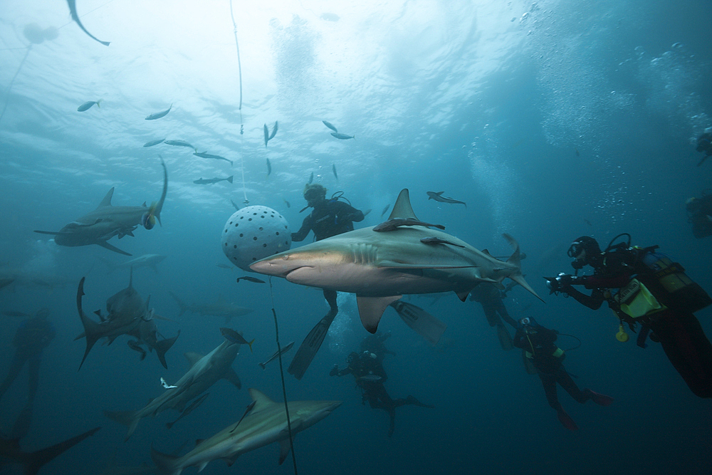 Blacktip Sharks, Carcharhinus limbatus, Aliwal Shoal, Indian Ocean, South Africa