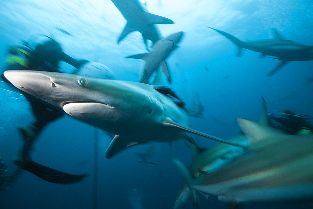 Blacktip Sharks, Carcharhinus limbatus, Aliwal Shoal, Indian Ocean, South Africa